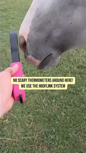 LESS HASSLE | THE HOOFLINK SYSTEM #equine #horse #farm #equestrian #country #farmlife #wellness