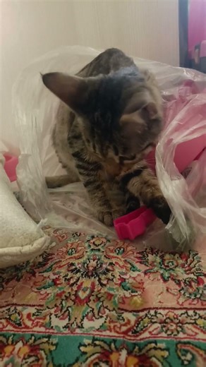 A nice toy for your Cats...