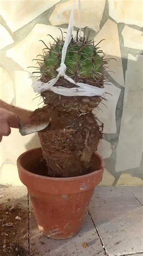 How to Repot Cactus Without Getting Hurt! 🌵