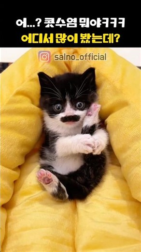 프레디 머큐리냥ㅋㅋㅋ#고양이 #cat #보헤미안랩소디