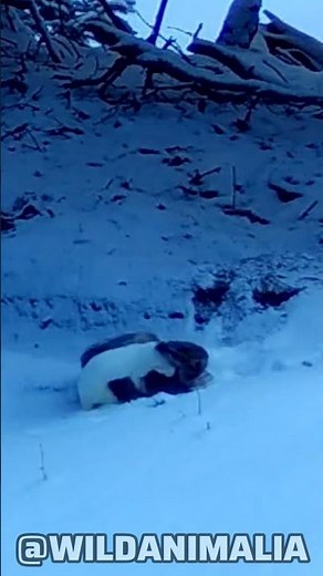 Rare Weasel Hunt Captured on Camera