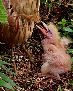Baby heron #birds #heron #nationalgeopark #wildlife #wildbird #birdlovers #beautifulbird #birdwaching #nature #animals | Camera Birds23