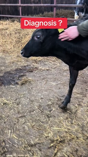 Farm vet case: This is a really nasty disease and one that often has a very very poor outcome for cattle ! Thankfully it’s rare but one to know about on your farms ! #farm #farmlife #farming #farmvet #cow