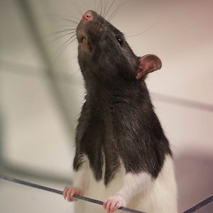 This algorithm decodes rat squeaks and could revolutionize animal research. | Verge Science