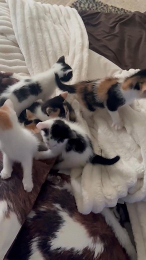 Any fosters or a licensed rescue who can help this mom and baby's? They are very cute and mom's sweet? | Angel Paws