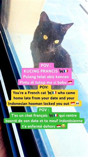 Chat Noir Trop Mignon #chat #cat #cutecat