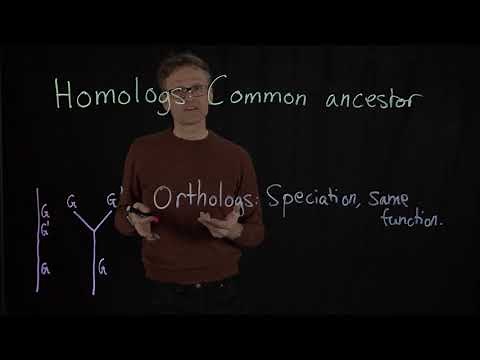 Lecture 11, concept 10: Homologs, orthologs & paralogs