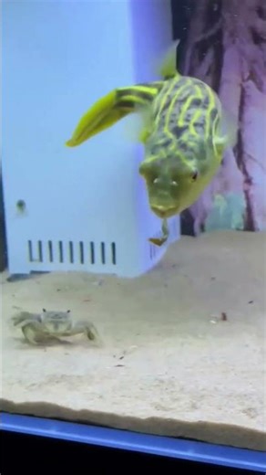 Fish vs Crab Fight in Crab Fish Tank | Crab Fish Fighting in Aquarium