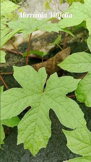 Merremia Vitifolia – Hairy Morning Glory in Lotu #nature