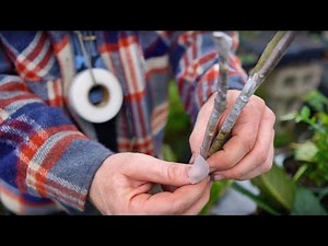 Grafting Loquats PRO STYLE! + Florida Loquat Festival Details