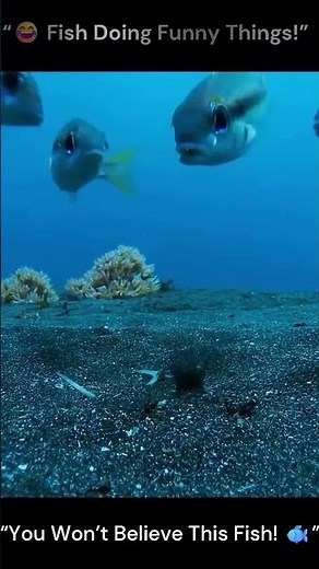 😂 Funny Fish Video | Hilarious & Cute Fish Moments 🐟