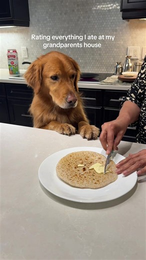 Benny is becoming quite the food critic 😂which one would be your fav? IB @karissaeats #thespicygolden #goldenretriever #foodrating #indianfood #dogeating