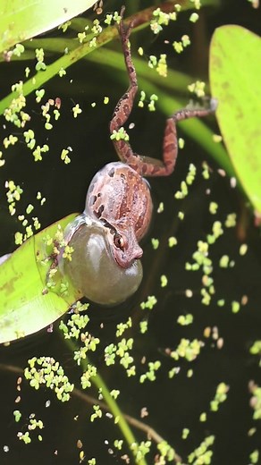 Celebrating World Frog Day with Pacific Treefrogs