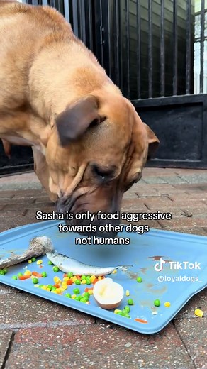 Managing Food Aggression in Dogs: A Guide