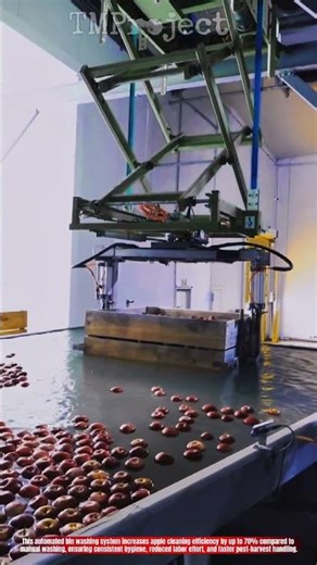Innovative Apple Bin Washing System Technology : Best Automated Clean Fruit Handling