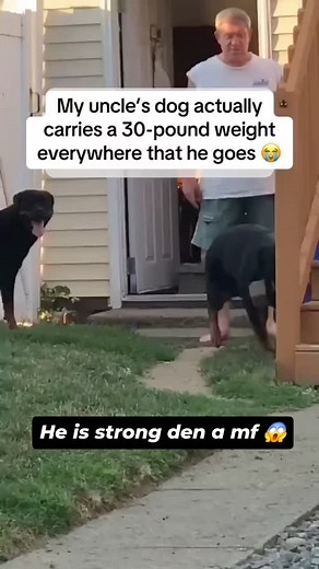 If I got that dog in me was actually a dog 🐕 #pets #strong #petlovers #explore #dog #dogloversofinstagram #fbreels #reels #reelsvideo #funny #viral #wow | Lamar Montgomery