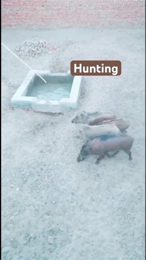 so cute#ferreting #huntingjajan#hunting #fieldsports #workingdog #wildlife#lurcher