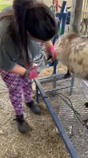 🐐 Breeding Season Update! 🐐 The last 7 weeks have been a busy and exciting time as we’ve worked through our breeding season. Now that the process is complete, we’ve separated the boys and girls until next year — giving everyone a chance to settle back into their normal routines. With breeding wrapped up, it’s time for the next important phase: measurements and monitoring. We’re now recording weights, body condition, and overall health markers so we can track growth throughout the pregnancies a