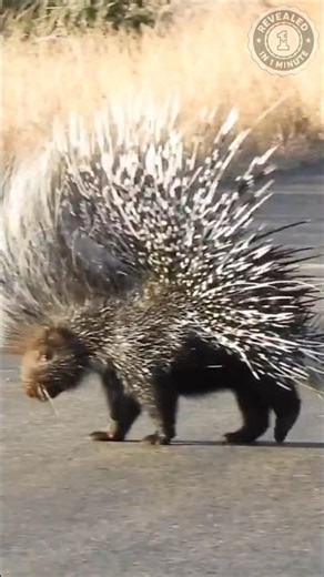 The Porcupine is DANGEROUS