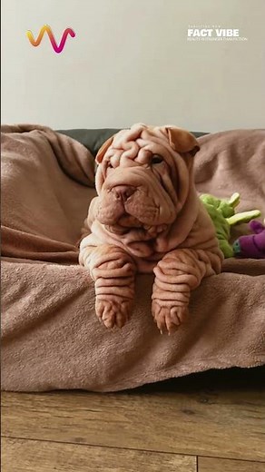 Why Is the Shar Pei So Wrinkly? The Surprising Truth Behind Those Folds #dog #dogs #doglife #doglove