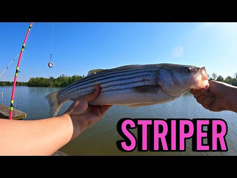 STRIPED BASS FISHING in VIRGINIA! STRIPER SPRING RUN in THE JAMES RIVER! Catching BIG STRIPERS in VA