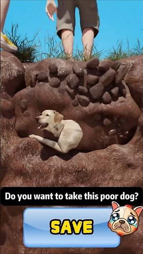 No one's pup? Take me home? 20251125-法斗-zackd-zsx (4).mp4