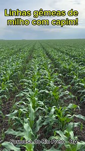 Linhas gêmeas no plantio de milho, buscando maior eficiência na absorção de luz! #agronegocio #agricultura #agronomia #SEALBA #andreaguirreconsultoria🌽🌱 | André Aguirre Consultoria