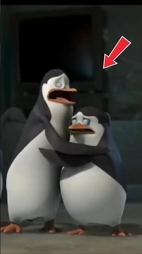 Esses são os Pinguins de Madagascar na vida real