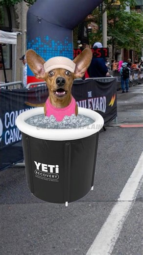 Her First Marathon Recovery Was a Fail (Explained by Dog) #Marathon #Running #Recovery #Comedy #dog