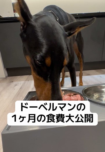 ドーベルマンの食費公開！1か月間の費用とは？