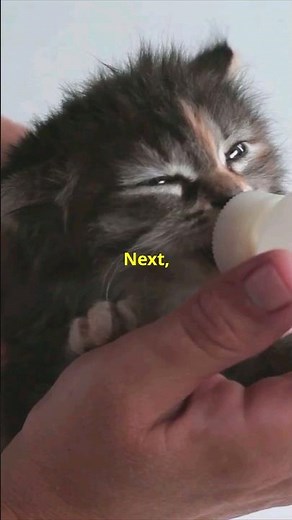 How to Care for a Newborn Kitten Without a Mother #kittten #catwatch