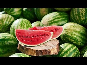 Watermelon Farming - Planting to Harvesting