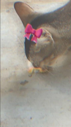 Pookie Moment | Cute Pet Video | cat eating chips