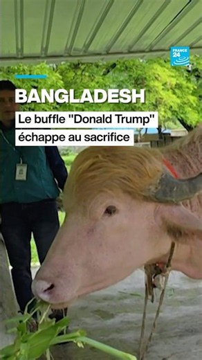 Bangladesh : le buffle "Donald Trump" échappe au sacrifice • FRANCE 24