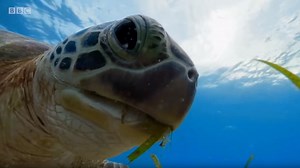 Inside Blue Planet II: how the natural history series captures its spectacular ocean scenes