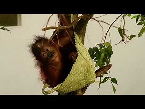 Harapi the baby orangutan eating sunflower seeds in hanging basket