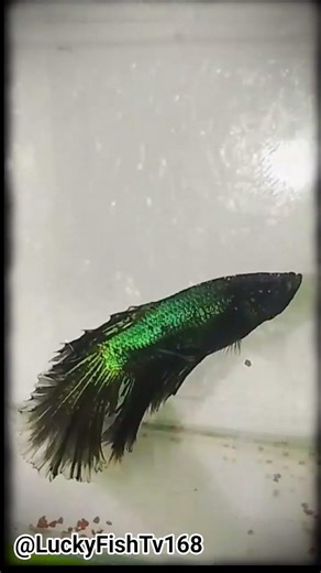 The Fish Can change the color 🤯🐠! Do you believe me? Blue to black.🔁