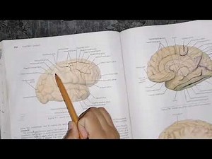 Cerebrum, cerebral hemispheres part 1, neuroanatomy, lobes and Main sulcus of cerebral hemisphere