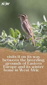 List of birds A-Z #1 | Aquatic Warbler (Acrocephalus paludicola). #birds #aquaticwarbler #natureandwildlifetv | Nature and Wildlife TV