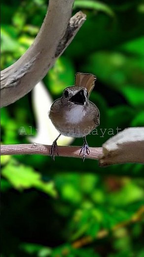 Beautiful Wild Bird Singing in Nature 🌿🎶 #Birdsong #NatureSounds #Wildlife