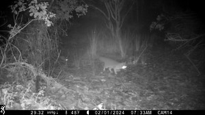 Don’t look now, but you’re being followed! This cute, little Western spotted skunk (not to be confused with the more common striped skunk) was seen not once, but twice, cruising around with this grey fox at Soda Springs Reserve. It’s possible this relationship allows the two species to join skills to more effectively hunt together, as has been documented with badgers and coyotes, among others. In the wildlife world this partnership is referred to as “mutualism” or “commensalism,” depending on wh