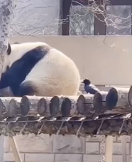 #funny #puppy #animal #cute #pet #baby #china #tiktokcats #panda🐼