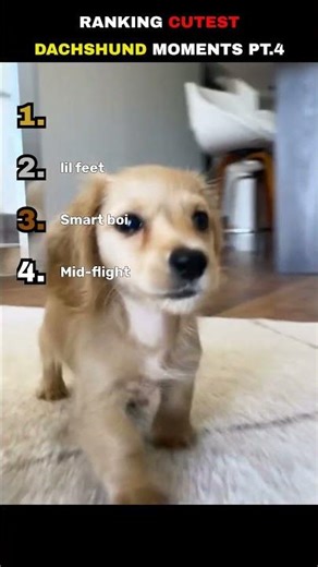 Cutest Dachshund Moments Part 4 #dachshund #weinerdog #puppy #cute