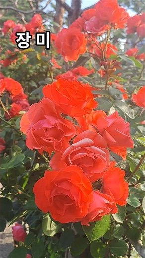주황 장미 / Orange Rose / 橙色玫瑰 / 꽃말 : 열정과 설렘