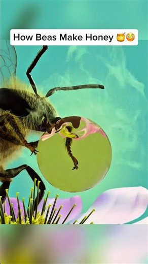 How Beas Make Honey 🤯