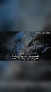 Bọ Chôn Xác - Loài Côn Trùng Kỳ Lạ Nhất Tự Nhiên #dongvat #animals #shorts