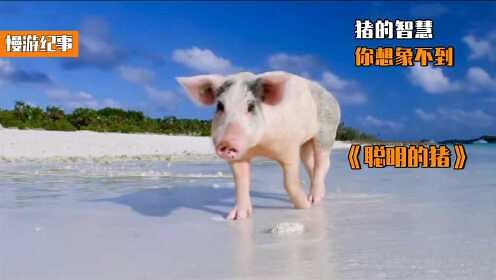猪的智慧，你想象不到！纪录片《聪明的猪》