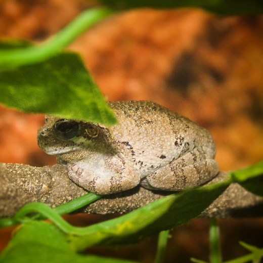 1.5K views · 19 reactions | Gray tree frogs hibernate in the winter by taking refuge in trees. They survive freezing temperatures by producing glycerol to "freeze" themselves while maintaining interior metabolic processes at a very slow rate. ❄️ #DidYouKnow #FrogFacts #TreeFrogThursday | EcoTarium | Facebook