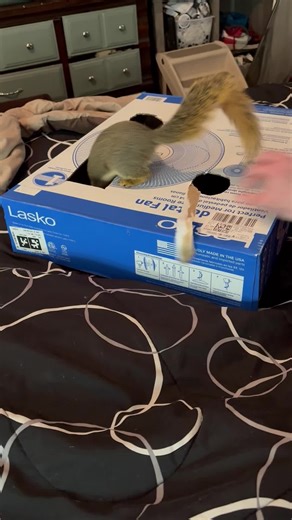 DIY Squirrel Hangout Created in 2 Minutes