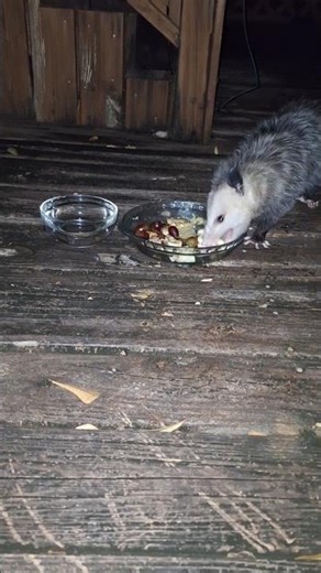 Opossum Eats Banana #cute #wildlife #asmreating #short